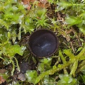 pakorienkovka čierna