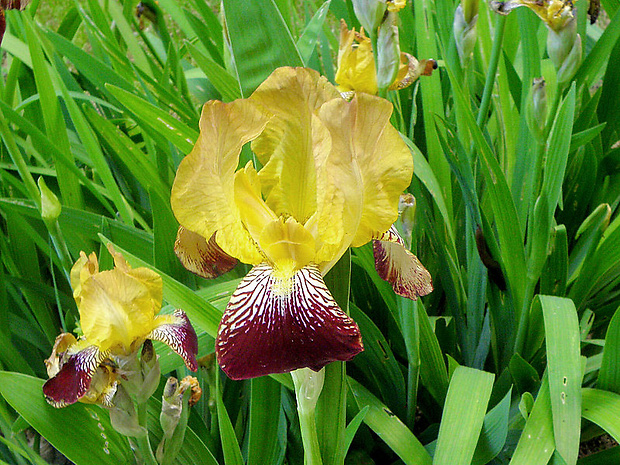 kosatec špinavý  Iris x squalens (hybrid)