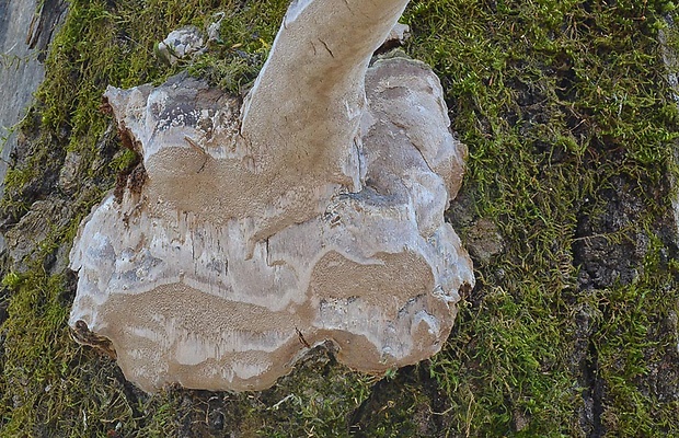ohňovec osikový Phellinus tremulae (Bondartsev) Bondartsev & P.N. Borisov