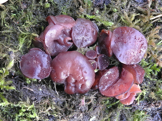 čiaška purpurová Purpureodiscus subisabellinus (Le Gal) Van Vooren