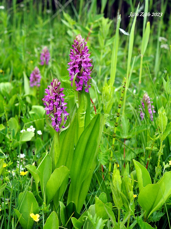 vstavačovec strmolistý pravý Dactylorhiza incarnata subsp. incarnata (L.) Soó