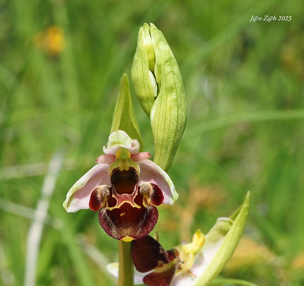 hmyzovník holubyho Ophrys holubyana András.