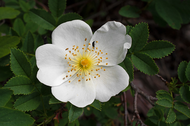 ruža bedrovníková ? Rosa pimpinellifolia L.