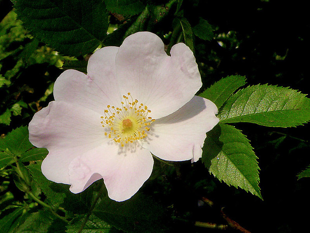 ruža šípová Rosa canina L.