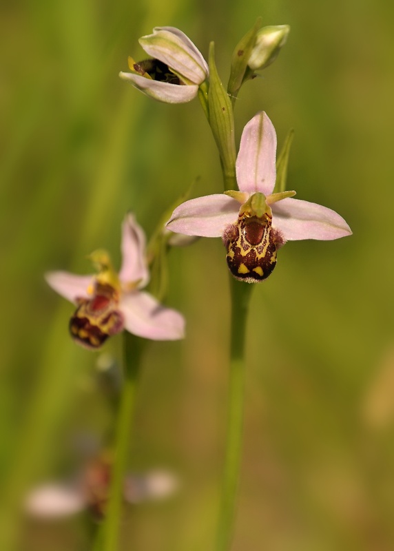 hmyzovník včelovitý Ophrys apifera Huds.
