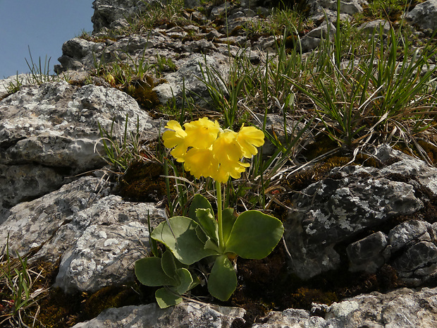 prvosienka holá Primula auricula L.