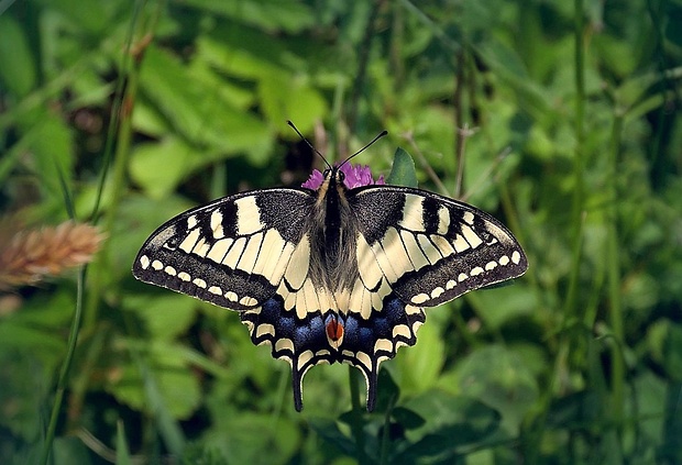 vidlochvost feniklový (sk) / otakárek fenyklový (cz) Papilio machaon (Linnaeus, 1758)