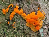 oranžovec vláknitý