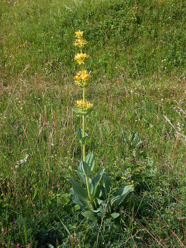 horec žltý Gentiana lutea L.