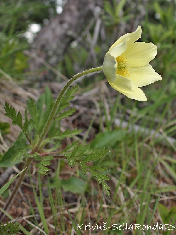 poniklec alpínsky Pulsatilla alpina subsp. apiifolia (Scop.) Nyman
