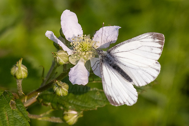 mlynárik repkový Pieris napi