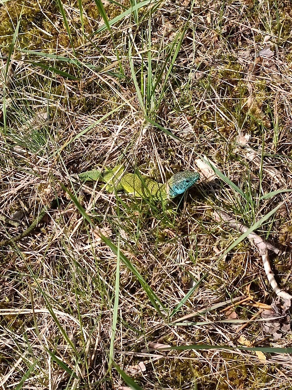 jašterica zelená Lacerta viridis