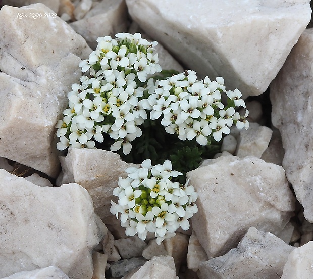 žeruška alpínska Pritzelago alpina (L.) Kuntze
