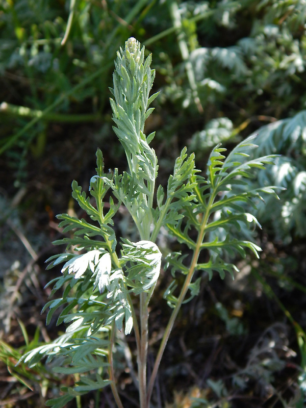 palina pančičova Artemisia pancicii (Janka) Ronniger