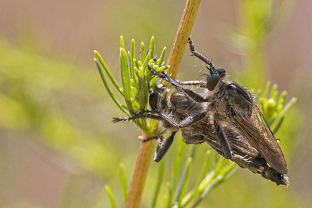 muchárky v kopule Dysmachus fuscipennis (Meigen, 1820)