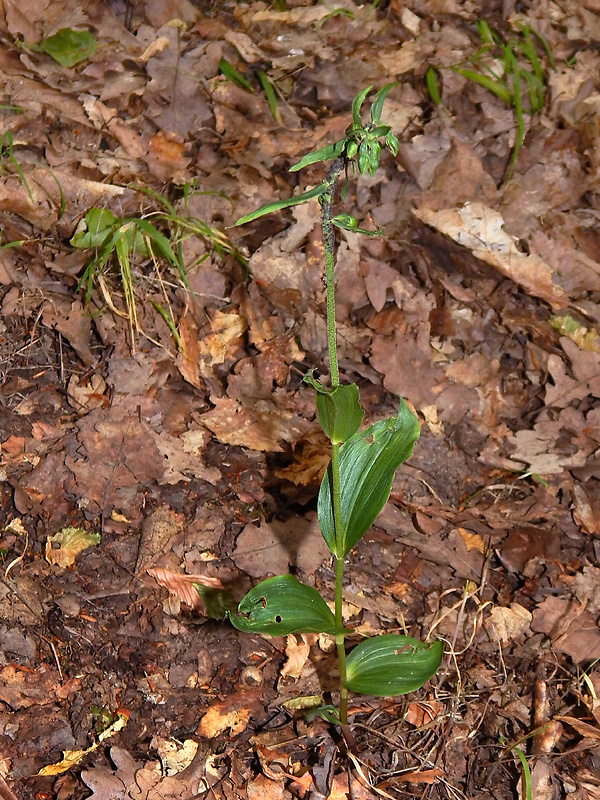 kruštík širokolistý oddialený Epipactis helleborine subsp. orbicularis (K. Richter) E. Klien