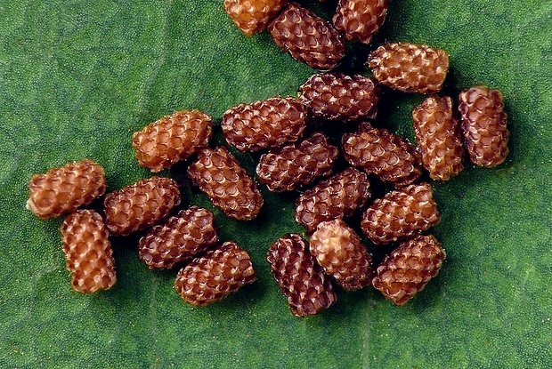 liskavka (sk) / huňáč (cz) Lachnaia sexpunctata (Scopoli, 1763)