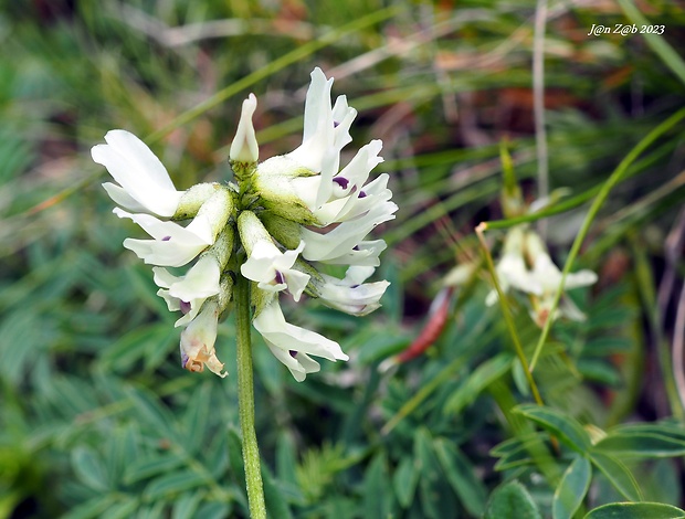 kozinec južný Astragalus australis (L.) Lam.