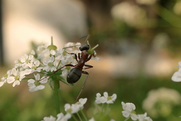 mravec horský Camponotus herculeanus