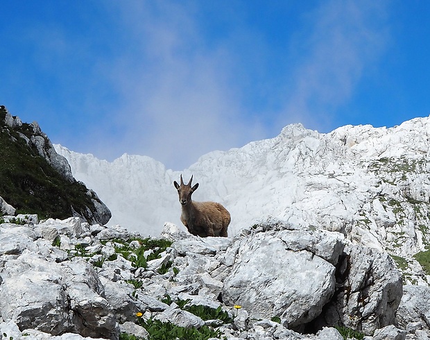 kozorožec alpský - samica Capra ibex ibex