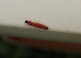 malachius (sk), bradavičník (cz), larva
