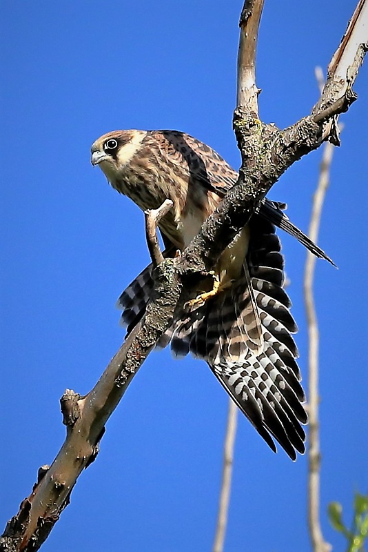 sokol červenonohý Falco vespertinus