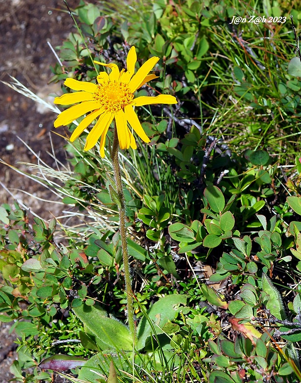 kamzičník Doronicum glaciale (Wulfen) Nyman