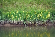 kosatec žltý