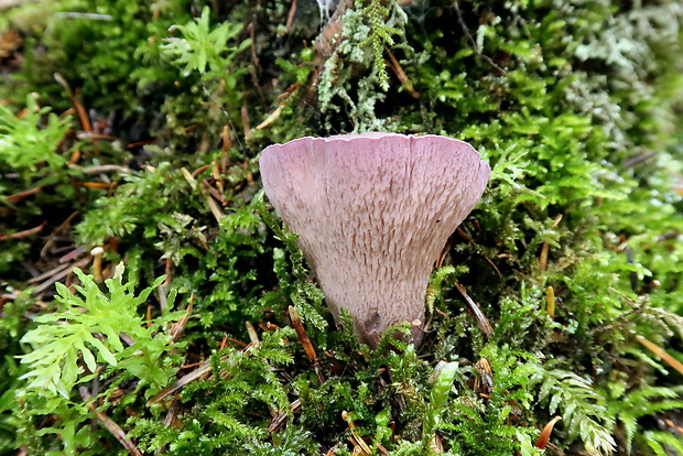 lievikovec kyjakovitý Gomphus clavatus (Pers.) Gray