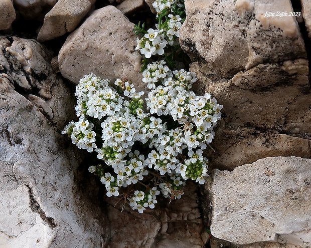 žeruška alpínska Pritzelago alpina (L.) Kuntze