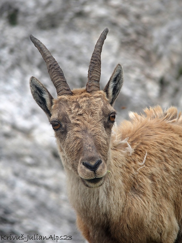 kozoroh Capra ibex