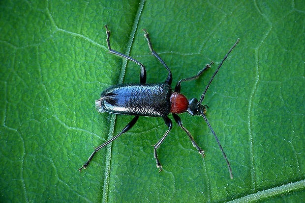 fuzáč (sk) / tesařík červenoštítý (cz) Dinoptera collaris (Linnaeus, 1758)
