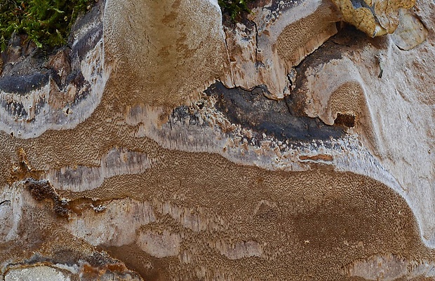 ohňovec osikový Phellinus tremulae (Bondartsev) Bondartsev & P.N. Borisov
