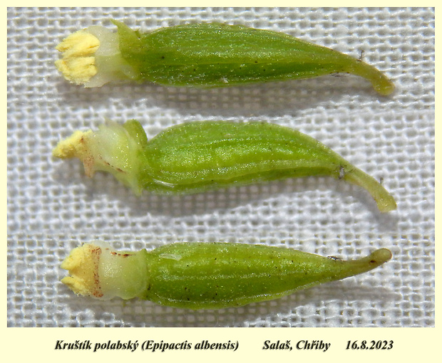 kruštík neskorý Epipactis albensis Nováková & Rydlo