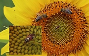 včela medonosná a bzdôška červenkastá (cf) 