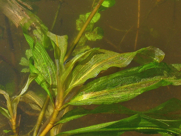 červenavec alpínsky Potamogeton alpinus Balb.