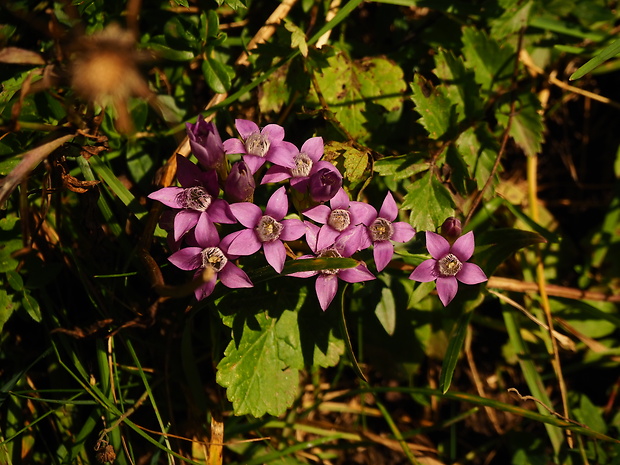 horček žltkastý karpatský Gentianella lutescens subsp. carpatica (Wettst.) Holub