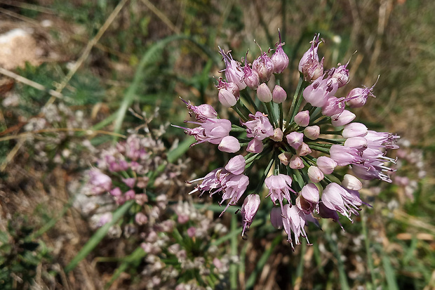 cesnak sivkastý horský ? Allium senescens subsp. montanum (Fr.) Holub