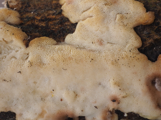 antrodiela buková Antrodiella faginea Vampola & Pouzar