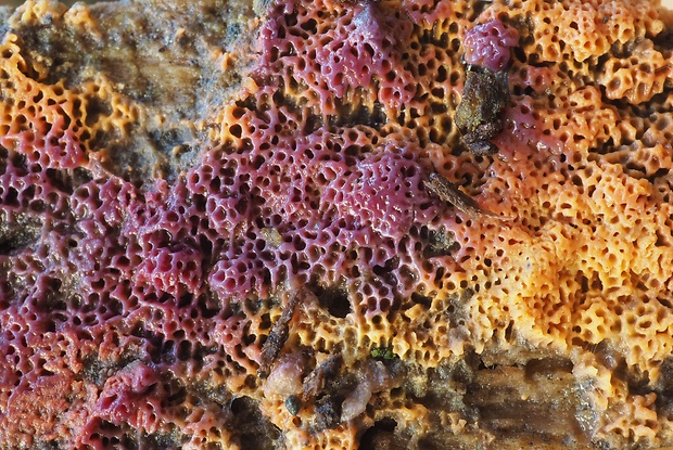 voskopórovka purpurová Ceriporia purpurea (Fr.) Donk