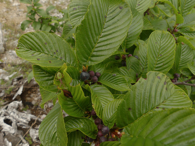 rešetliak  Rhamnus alpina subsp. Fallax