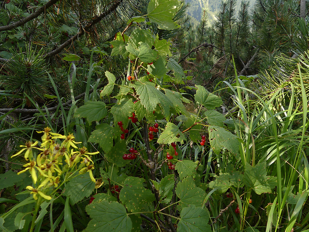 ríbezľa skalná Ribes petraeum Wulfen