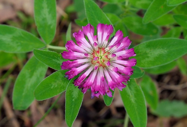 ďatelina prostredná Trifolium medium L.