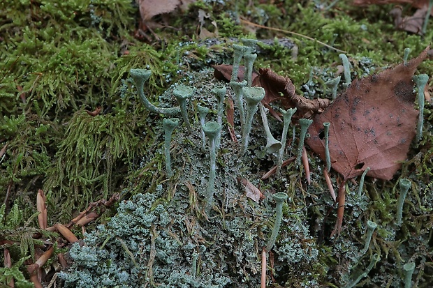 dutohlávka riasnatá Cladonia fimbriata (L.) Fr.