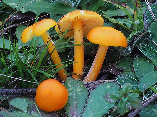 lúčnica citrónovožltá oranžová Hygrocybe chlorophana var. aurantiaca Bon