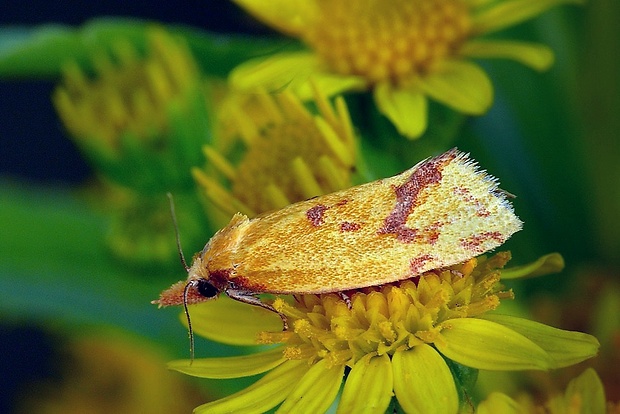 zvinúvač ihlicový (sk) / obalečík žlutý (cz) Agapeta hamana (Linnaeus, 1758)