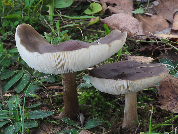 tmavuľka obyčajná Melanoleuca melaleuca (Pers.) Murrill