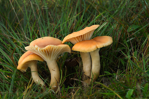 lúčnica statná Cuphophyllus pratensis (Fr.) Bon