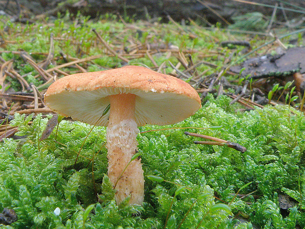zrnivka okrová Cystoderma amianthinum (Scop.) Fayod
