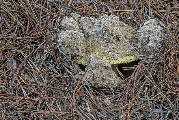 čírovka zelenkastá Tricholoma equestre (L.) P. Kumm.
